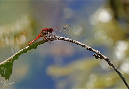 Crocothemis erythraea-Les Oves 03 (388 visits) Crocothemis erythraea-Les Oves 03