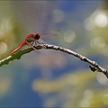 Crocothemis erythraea-Les Oves 03