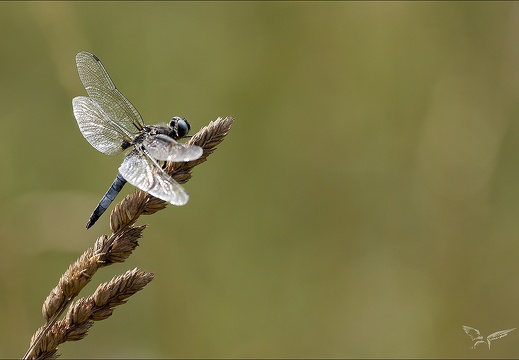 Libellula fulva♂-Bos 02 (1576 visits) Libellula fulva♂-Bos 02