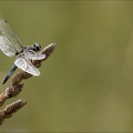 Libellula fulva♂-Bos 02