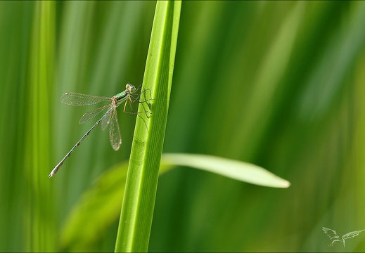 Lestes barbarus-les Oves 01 (526 visits) Lestes barbarus-les Oves 01