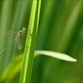Lestes barbarus-les Oves 01