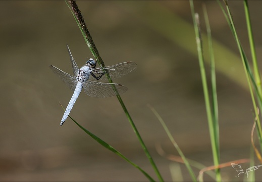 Orthetrum bruneum♂ Blaches 04 (673 visits) Orthetrum bruneum♂ Blaches 04