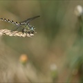 Onychogomphus forcipatus ♀-Ucel 09