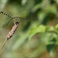 Onychogomphus forcipatus ♂ Péag 03