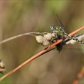 Onychogomphus forcipatus ♀-Ucel 03