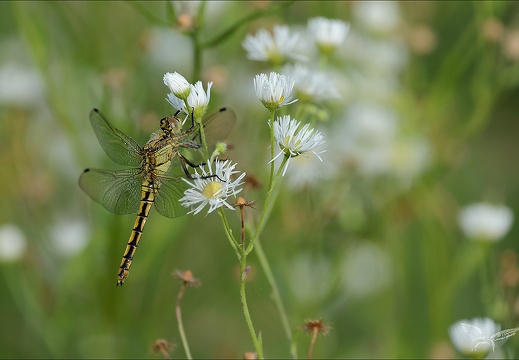Orthetrum cancellatum ♀ Blaches 01 (457 visits) Orthetrum cancellatum ♀ Blaches 01