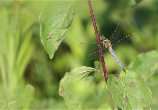 Orthetrum coerulescens♂ Saintmo 03 (355 visits) Orthetrum coerulescens♂ Saintmo 03