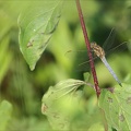 Orthetrum coerulescens♂ Saintmo 03
