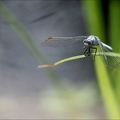 Orthetrum bruneum-Pierre 03