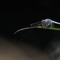Orthetrum bruneum-Pierre 02