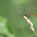 Sympetrum depressiusculum♂-Sabl 02