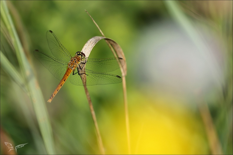 Sympetrum depressusculum-Pierre 06