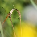 Sympetrum depressusculum-Pierre 06