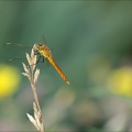 Sympetrum depressusculum-Pierre 08
