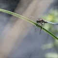Orthetrum coerulescens-Pierre 01