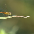 Sympetrum depressusculum-Pierre 21