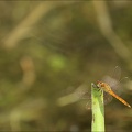 Sympetrum depressusculum-Pierre 27