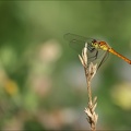 Sympetrum depressusculum-Pierre 10