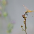 Sympetrum fonscolombii-Pierre 03