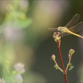 Sympetrum fonscolombii-Pierre 02