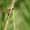 Sympetrum pedemontanum-Ard 03