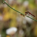 Sympetrum pedemontanum-Pierrel 04