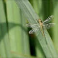 Sympetrum pedemontanum-Pierrel 21