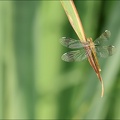 Sympetrum pedemontanum-Pierrel 20