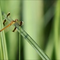 Sympetrum pedemontanum-Pierrel 24