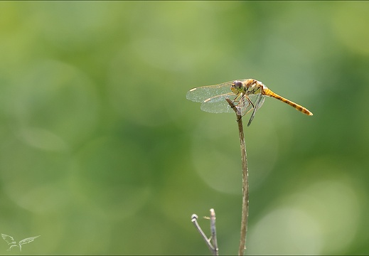 Sympetrum sanguineum 01 (466 visits) Sympetrum sanguineum 01