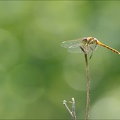 Sympetrum sanguineum 01