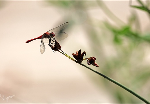 Sympetrum sanguineum 02 (653 visits) Sympetrum sanguineum 02