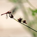 Sympetrum sanguineum 02