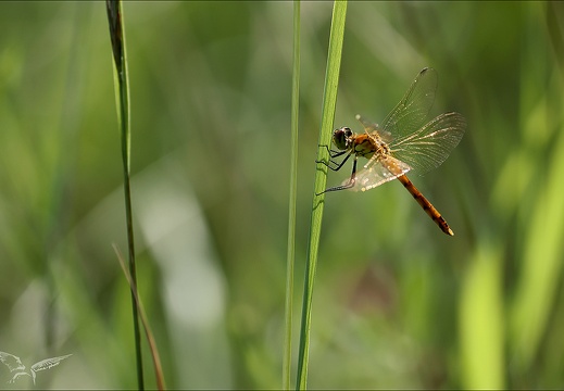 Sympetrum sanguineum 05 (431 visits) Sympetrum sanguineum 05