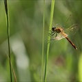 Sympetrum sanguineum 05