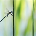 Aeshnea mixta ♂-Oves 03