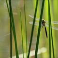 Anax imperator♂ -Oves 02