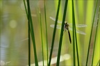 Anax imperator♂ -Oves 02