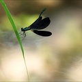 Calopteryx virgo-Saint-Mo 09