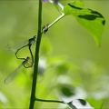 Coenagrion mercuriale-Saint-Mo 19
