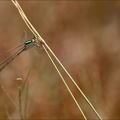 Lestes barbarus- albert 01