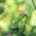 Coenagrion mercuriale-Saint-Mo 22
