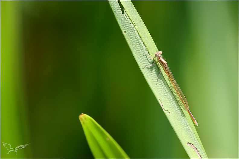 Sympecma fusca teneral 01