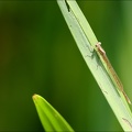 Sympecma fusca teneral 01