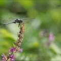 Orthetrum brunneum- clonas 03