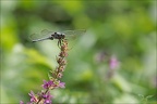 Orthetrum brunneum- clonas 03