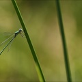 Lestes virens-albert 15