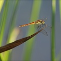 Sympetrum depressiusculum -Oves 03