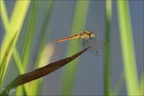 Sympetrum depressiusculum -Oves 03